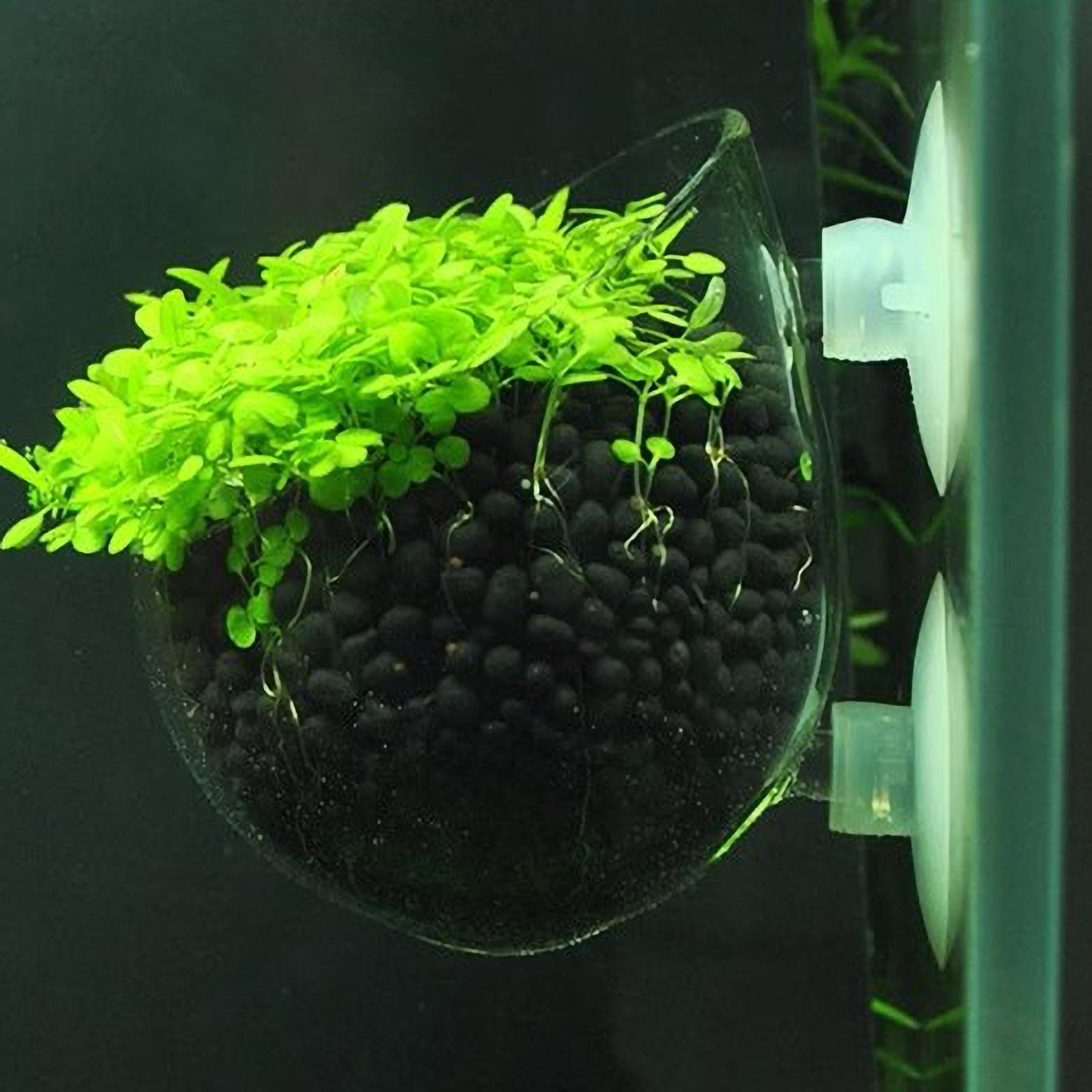 Aquarium Fish Pot - ที่วางต้นไม้ในตู้ปลา กระถางแก้วสำหรับปลูกพืชน้ำ พร้อมจุกดูดสุญญากาศ สำหรับปลูกพืชสดในตู้ปลา ที่วางต้นไม้ในตู้ปลา ของตกแต่งตู้ปลา