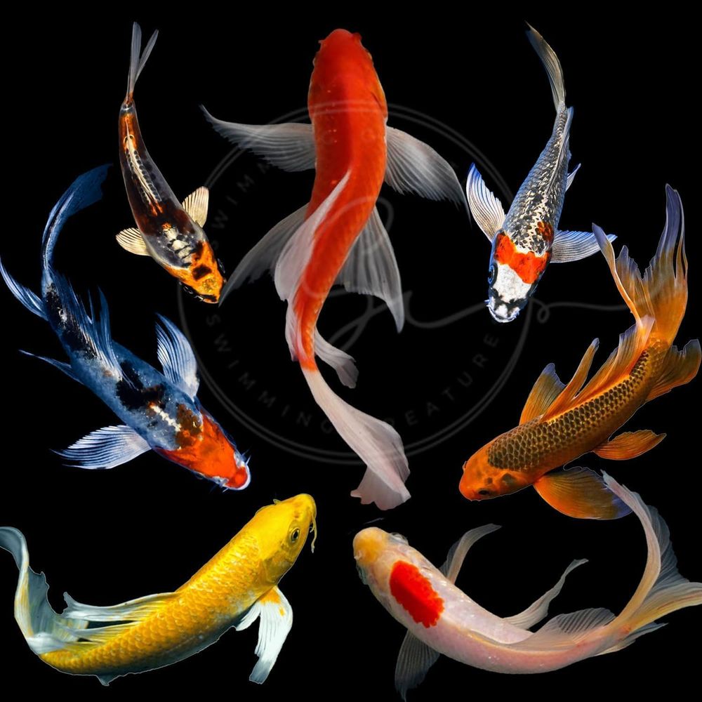 Aquarium Fish In Pond - ปลาคาร์ฟหลากสีสำหรับบ่อและตู้ปลา (3-4 ตัว) - แพ็ค 6