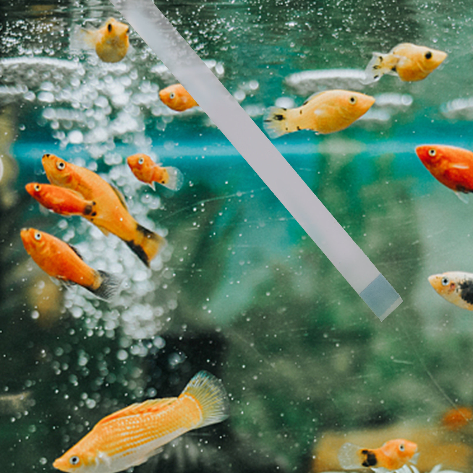 Aquarium Fish In Pond - แถบทดสอบคุณภาพน้ำสำหรับสระว่ายน้ำ อ่างน้ำร้อน สปา บ่อปลา และตู้ปลา