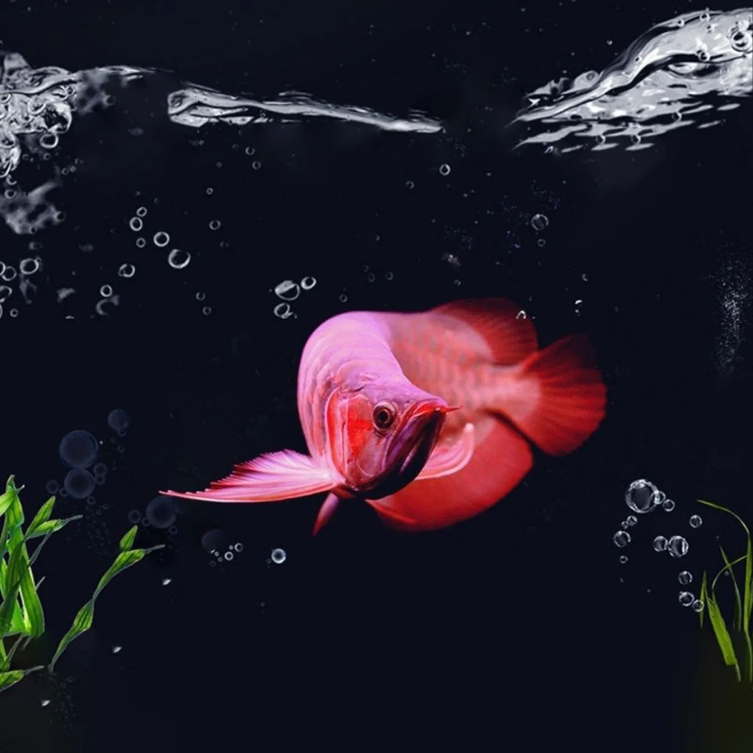 Aquarium FILTER Media เปิดใช้ง - Aquarium Fish Ball บทวิจารณ์และราคา
