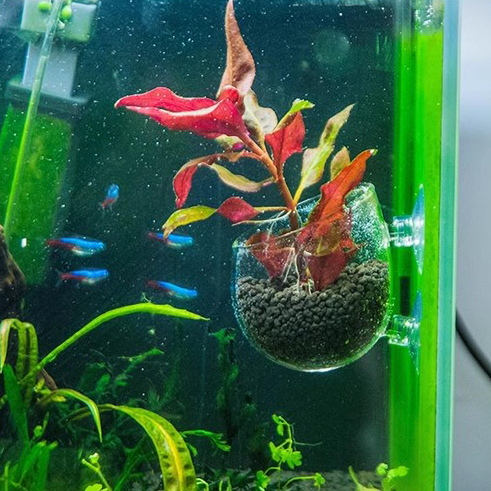 ที่วางต้นไม้ในตู้ปลา กระถางแก้ - Aquarium Fish Pot บทวิจารณ์และราคา