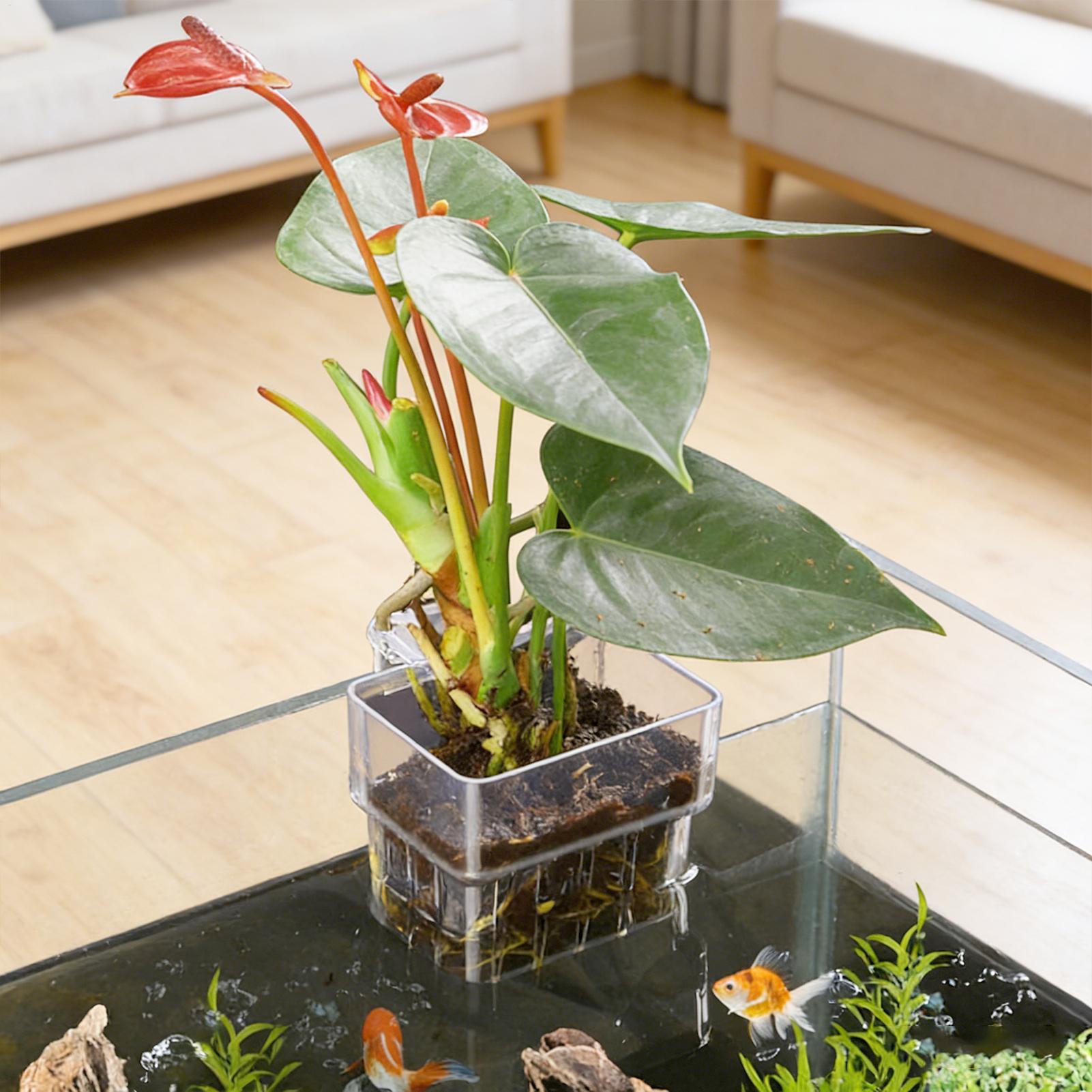 กระถางใสสำหรับแขวนปลูกพืชน้ำใน - Aquarium Fish Pot บทวิจารณ์และราคา