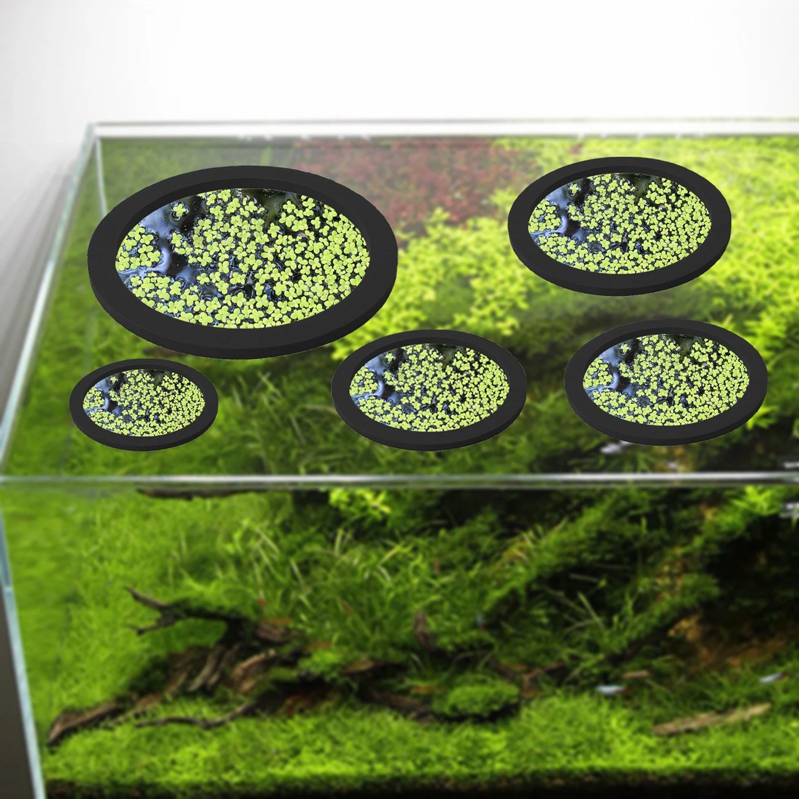 5 ชิ้น EVA ปลา Feeding แหวน Aq - Aquarium Fish In Pond บทวิจารณ์และราคา